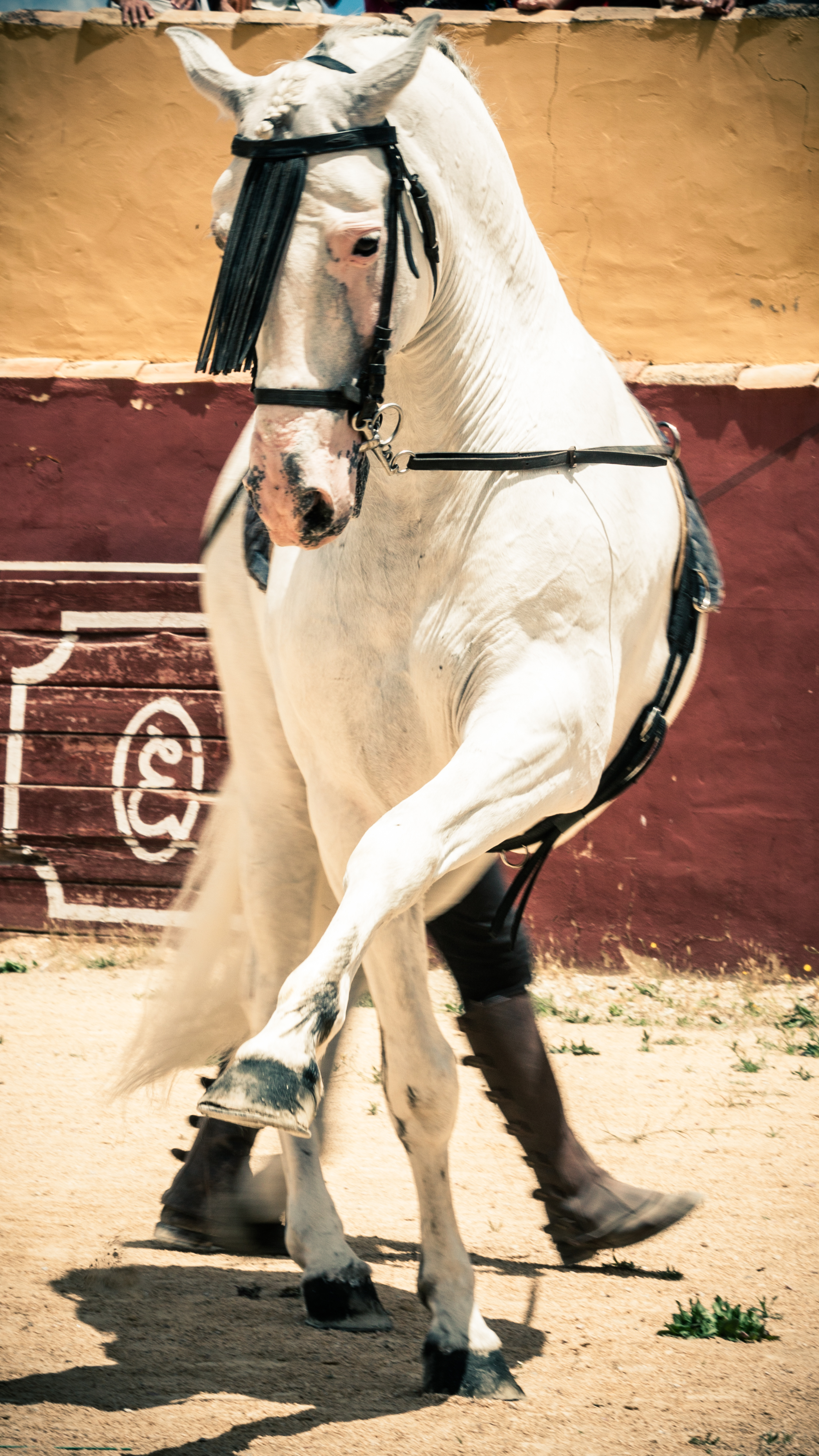 ESPECTACULO ECUESTRE CABALLO
